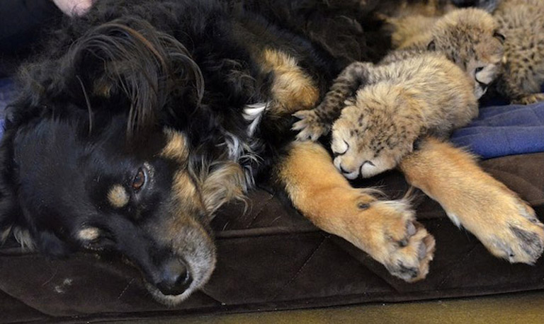 Cheetah cubs get 'nanny' dog at Cincinnati Zoo