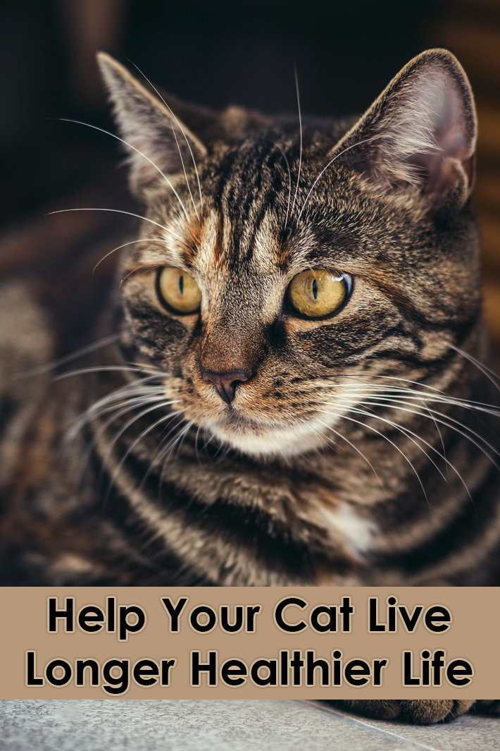 Help Your Cat Live Longer Healthier Life - Quiet Corner