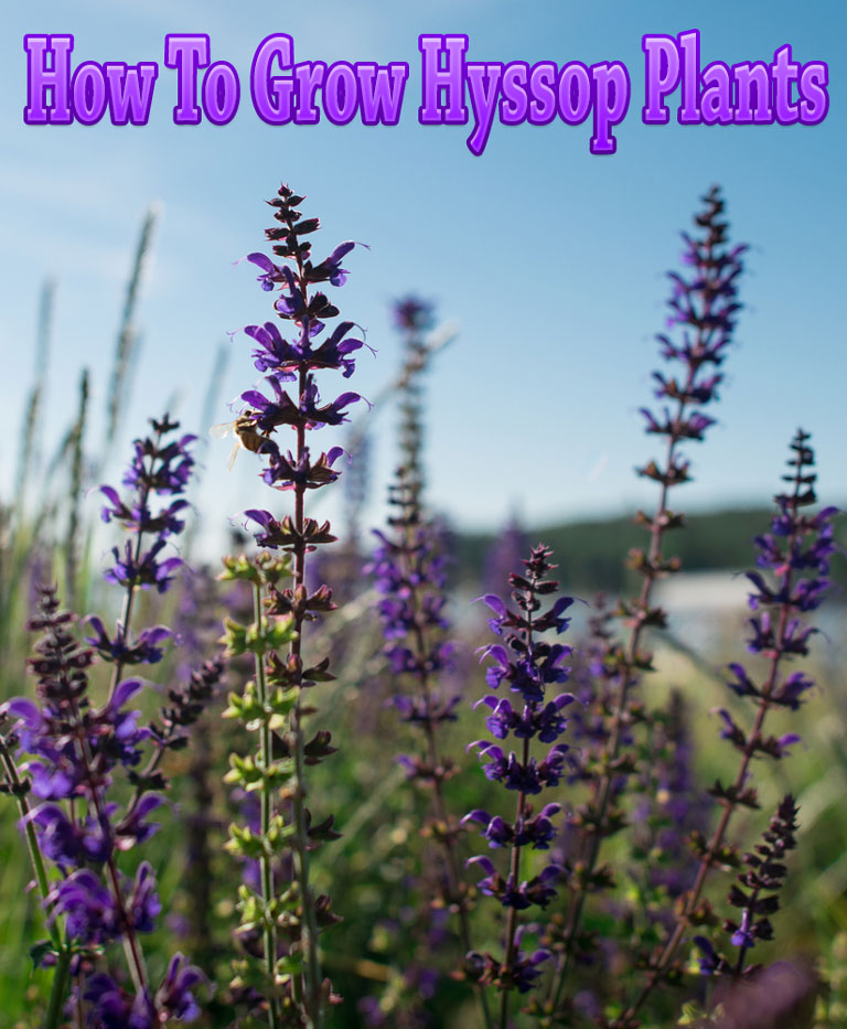 How To Grow Hyssop Plants