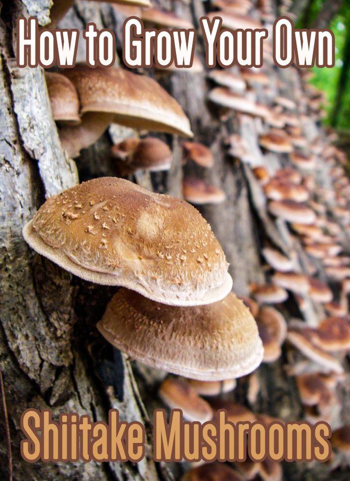 How to Grow Your Own Shiitake Mushrooms