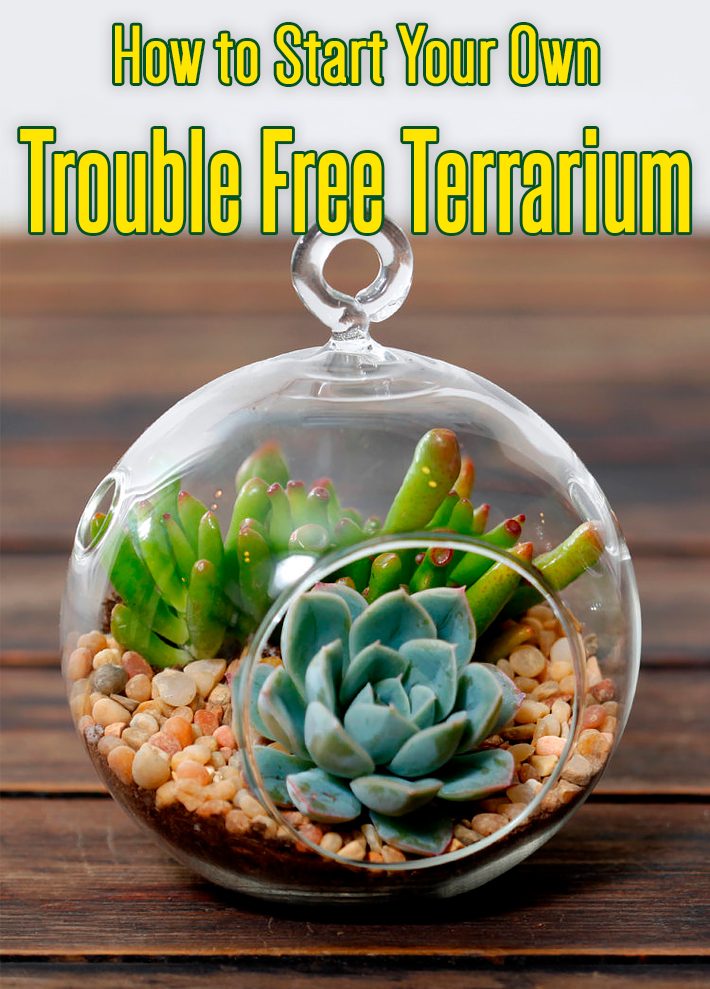 How to Start Your Own Trouble Free Terrarium