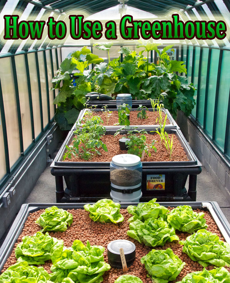 How to Use a Greenhouse