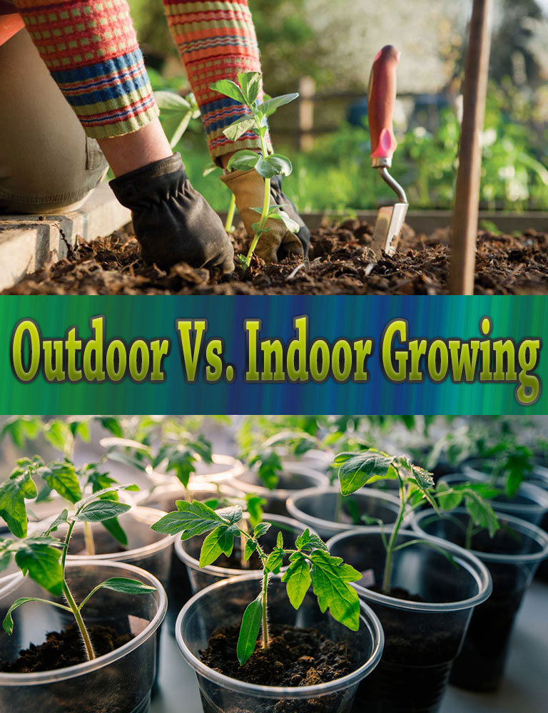 Outdoor Vs. Indoor Growing