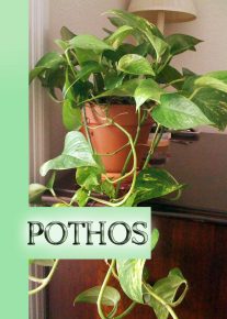 Pothos - The Easiest Houseplant to Grow