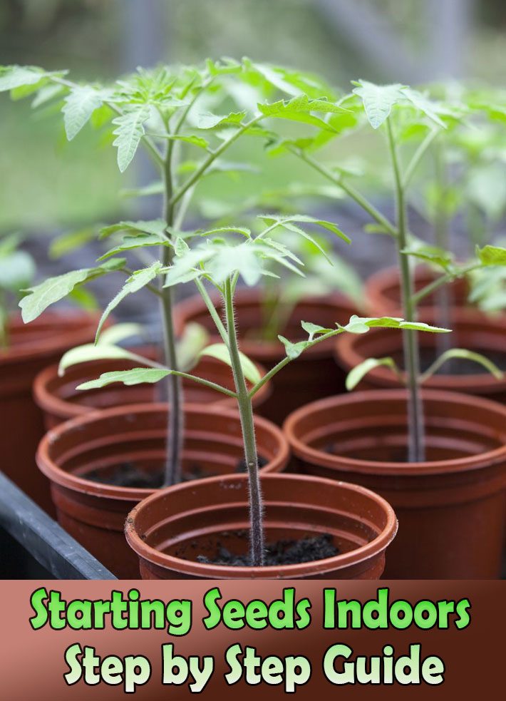 Starting Seeds Indoors – Step by Step Guide