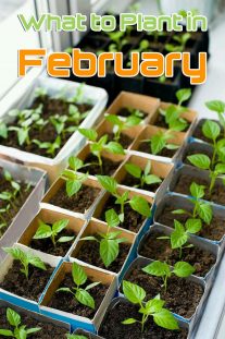 What to Plant in February