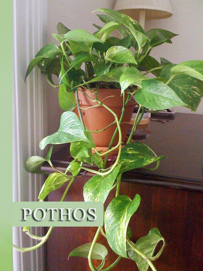 Pothos - The Easiest Houseplant to Grow