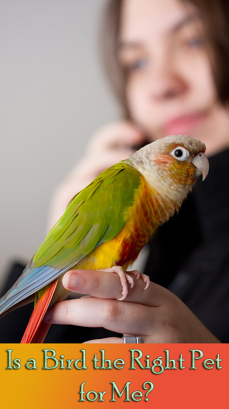 Is a Bird the Right Pet for Me?