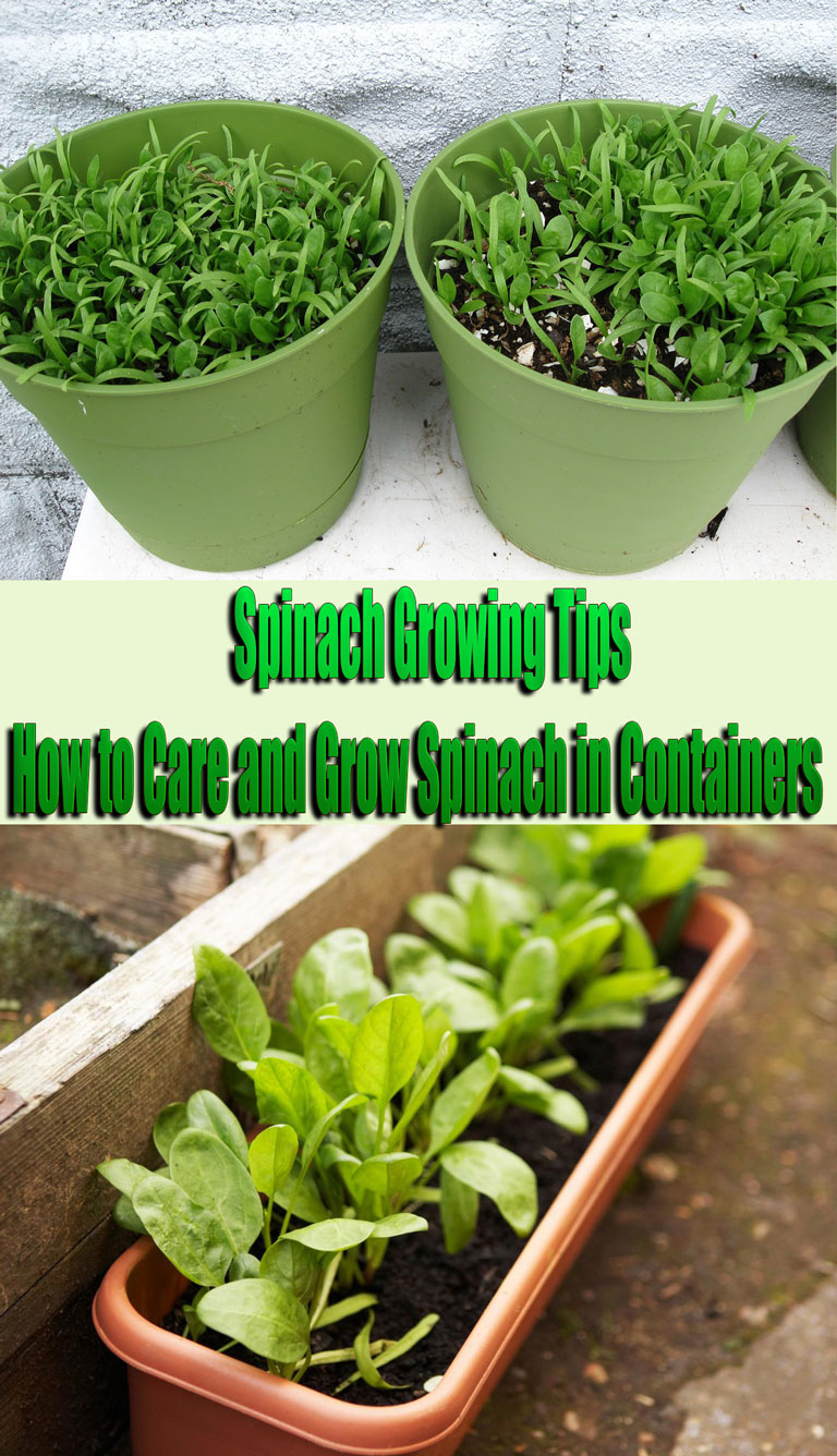 Spinach Growing Tips: How to Care and Grow Spinach in Containers