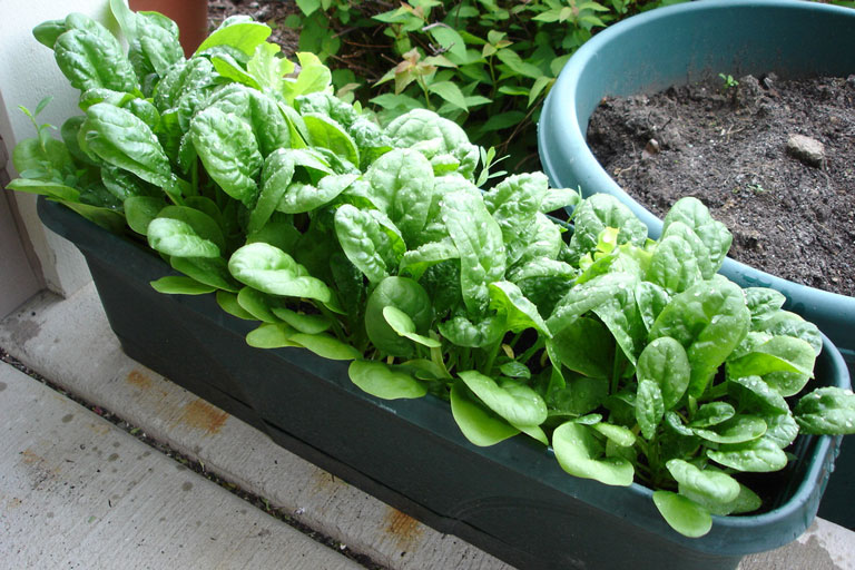 Spinach Growing Tips How to Care and Grow Spinach in Containers