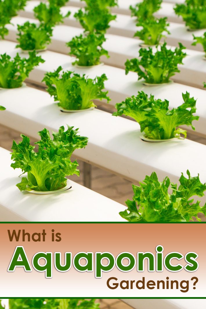 What is Aquaponics Gardening?