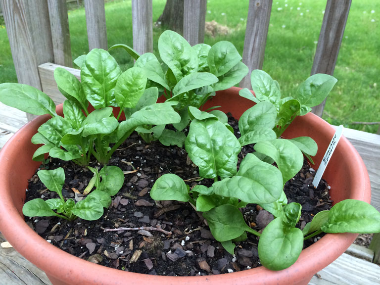Spinach Growing Tips How to Care and Grow Spinach in Containers