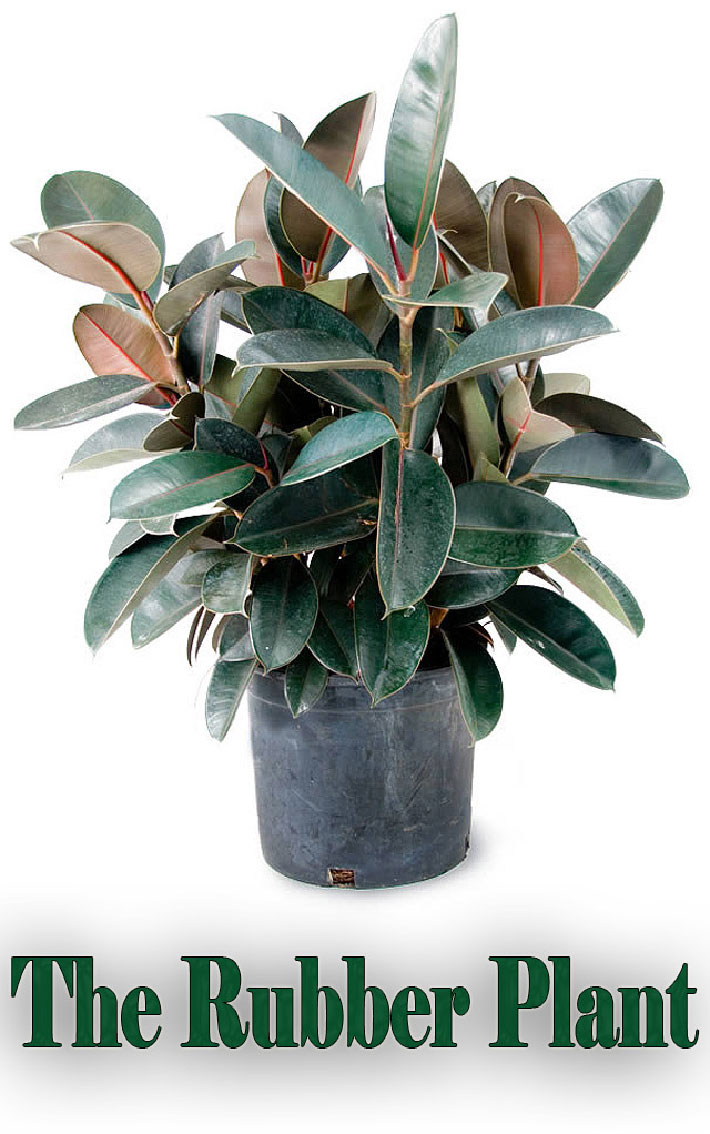 The Rubber Plant - Growing Guide