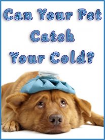 Can Your Pet Catch Your Cold