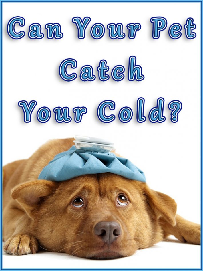 Can Your Pet Catch Your Cold?