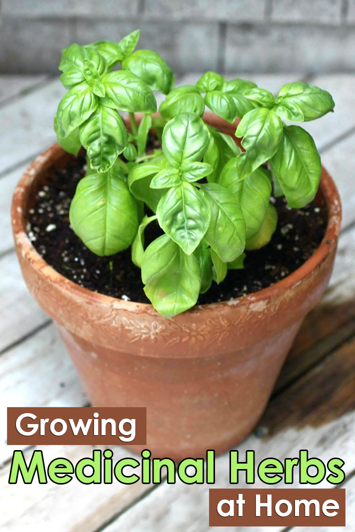 medicinal plants to grow at home in india