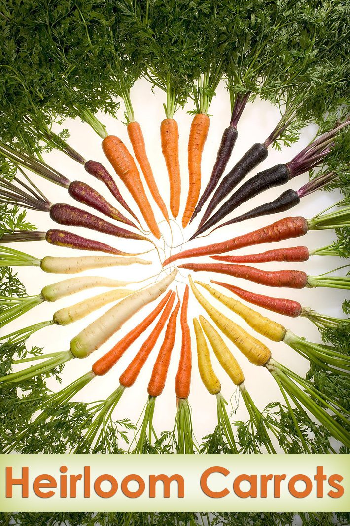 Heirloom Carrots