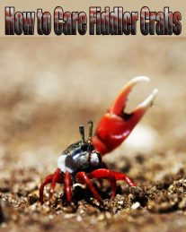 How to Care Fiddler Crabs