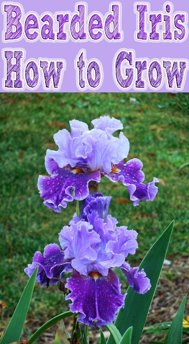 How to Grow Bearded Iris