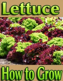 Lettuce - How to Grow