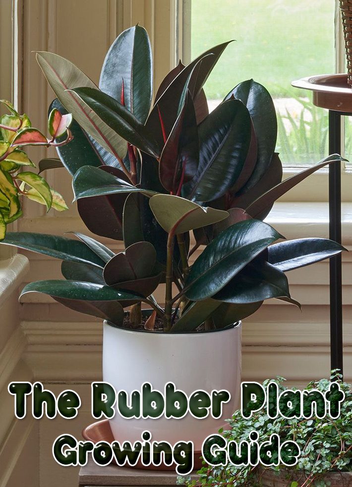The Rubber Plant – Growing Guide