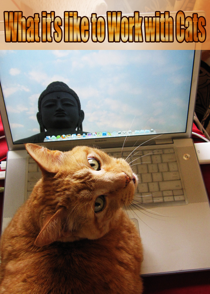 what-are-working-cats-sharing-the-facts-about-this-awesome-cat-program