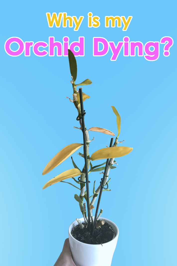 Why is my Orchid Dying?