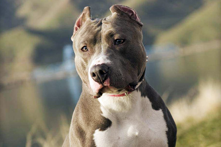 Pit Bulls: Myths and Facts About Mighty Pit Bulls