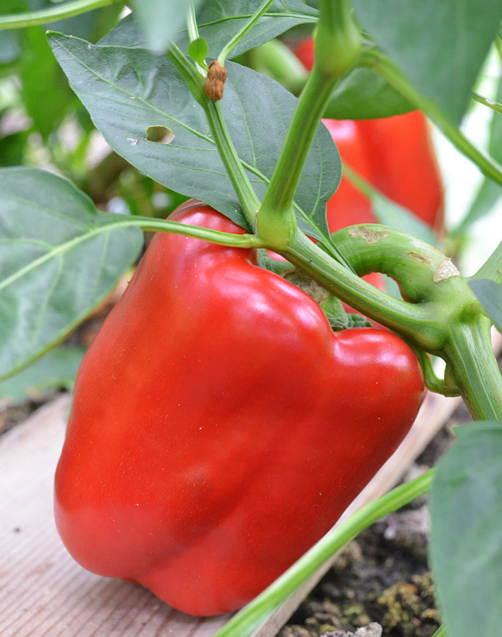 Bell Peppers – Growing Guide