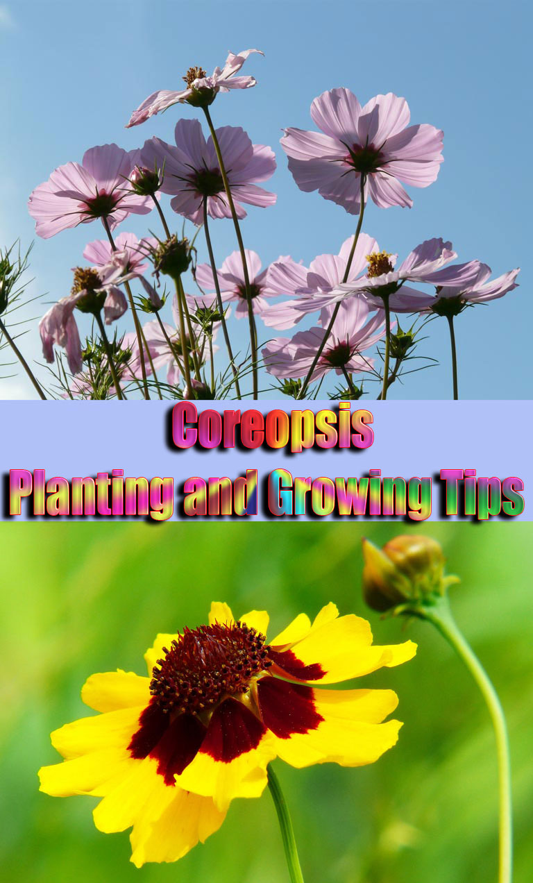 Coreopsis Planting and Growing Tips