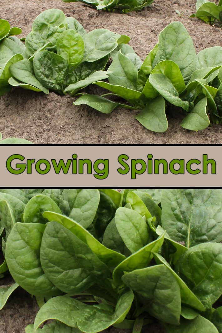 Growing Spinach