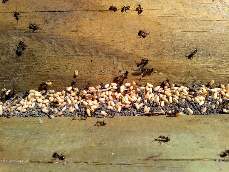 How to Get Rid of Ants Invasion Naturally