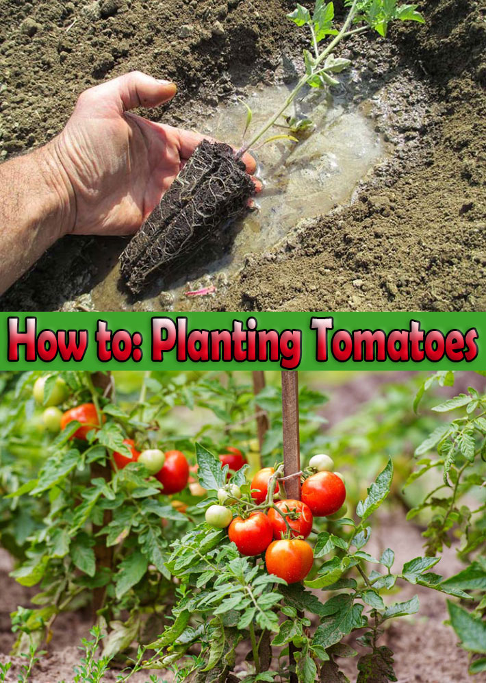 How to: Planting Tomatoes