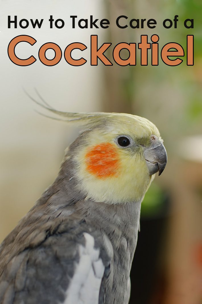 How to Take Care of a Cockatiel