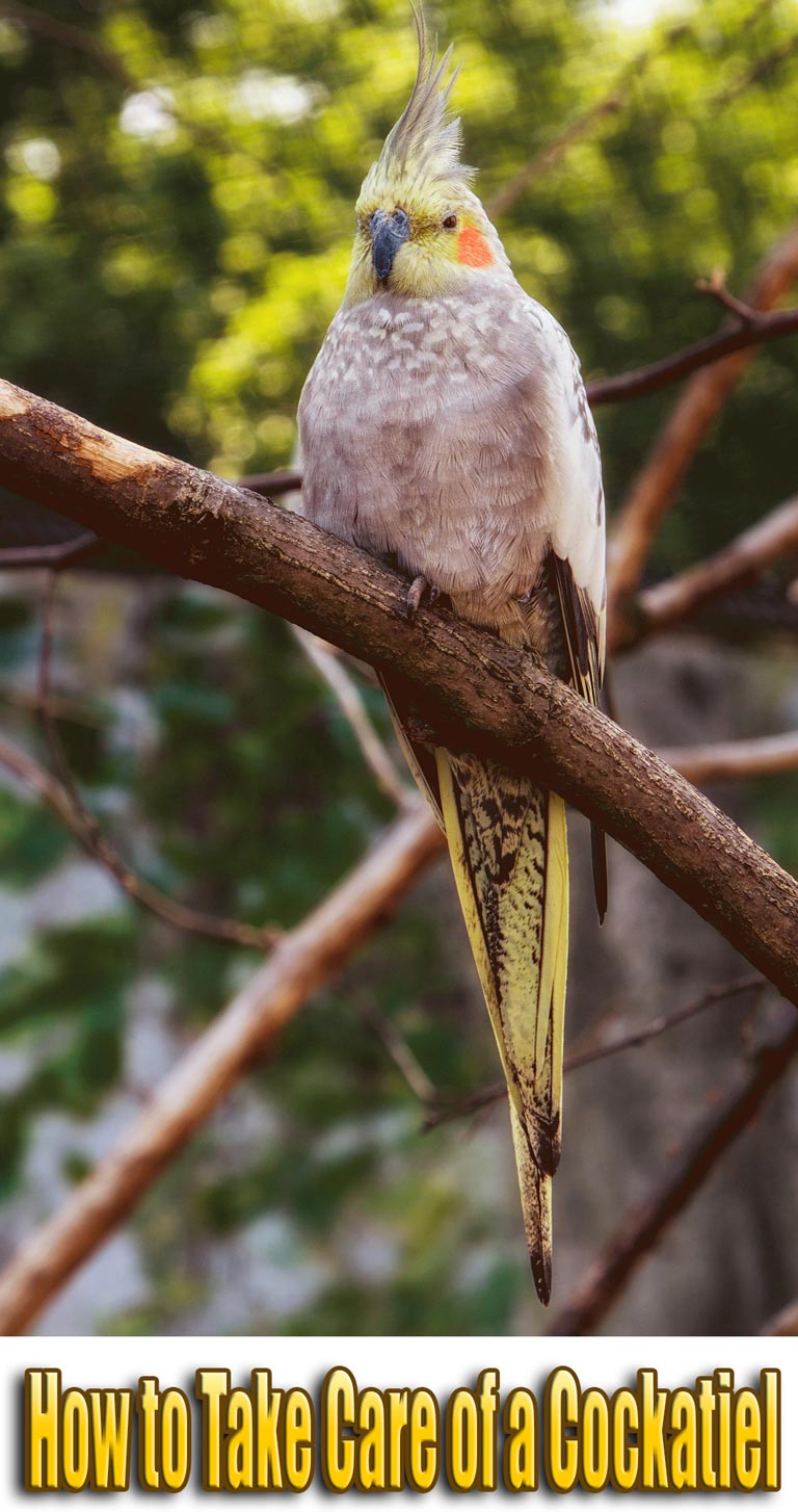 How to Take Care of a Cockatiel