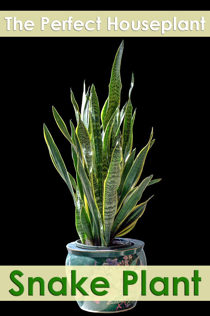 Snake Plant – Perfect Houseplant