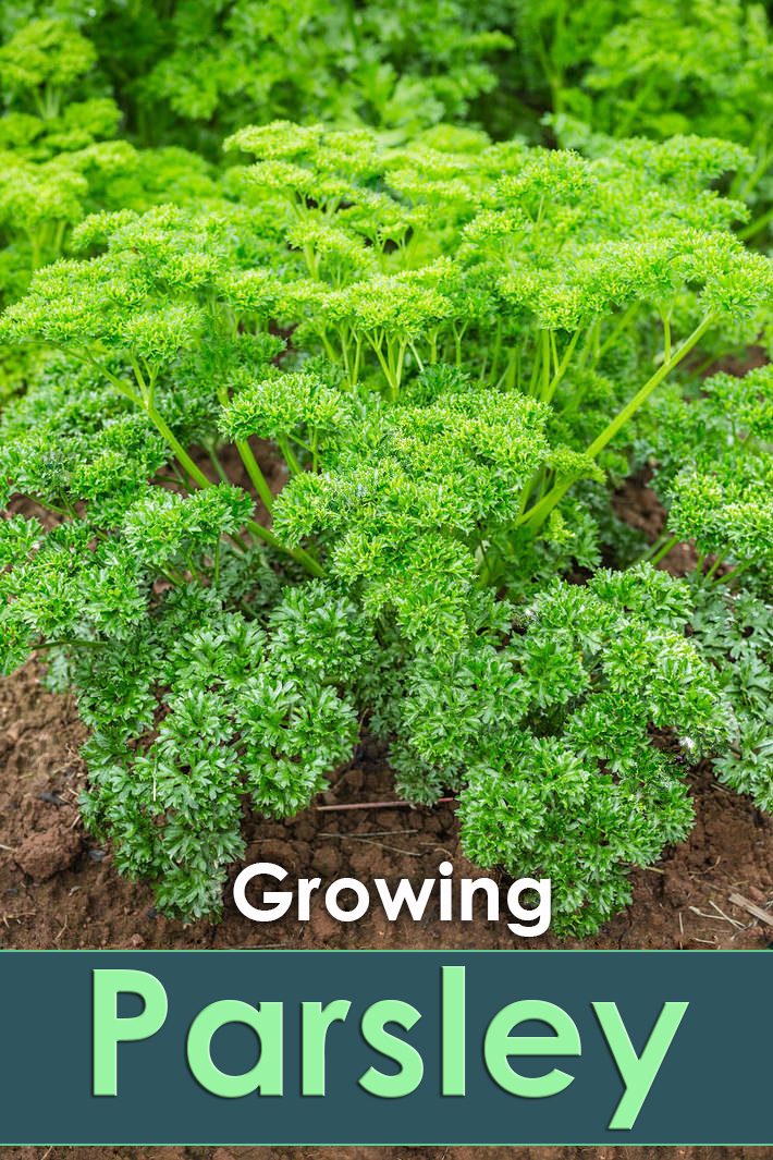 Parsley – How To Grow