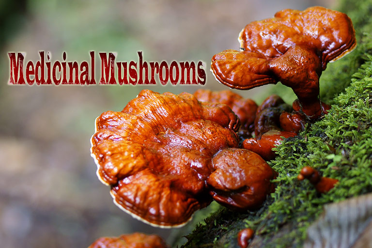 5 Medicinal Mushrooms With Powerful Health Benefits