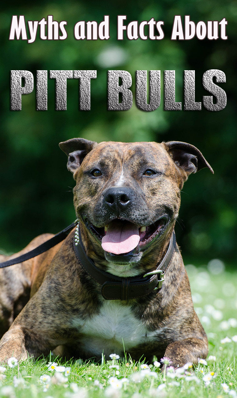 Pit Bulls: Myths and Facts About Mighty Pit Bulls