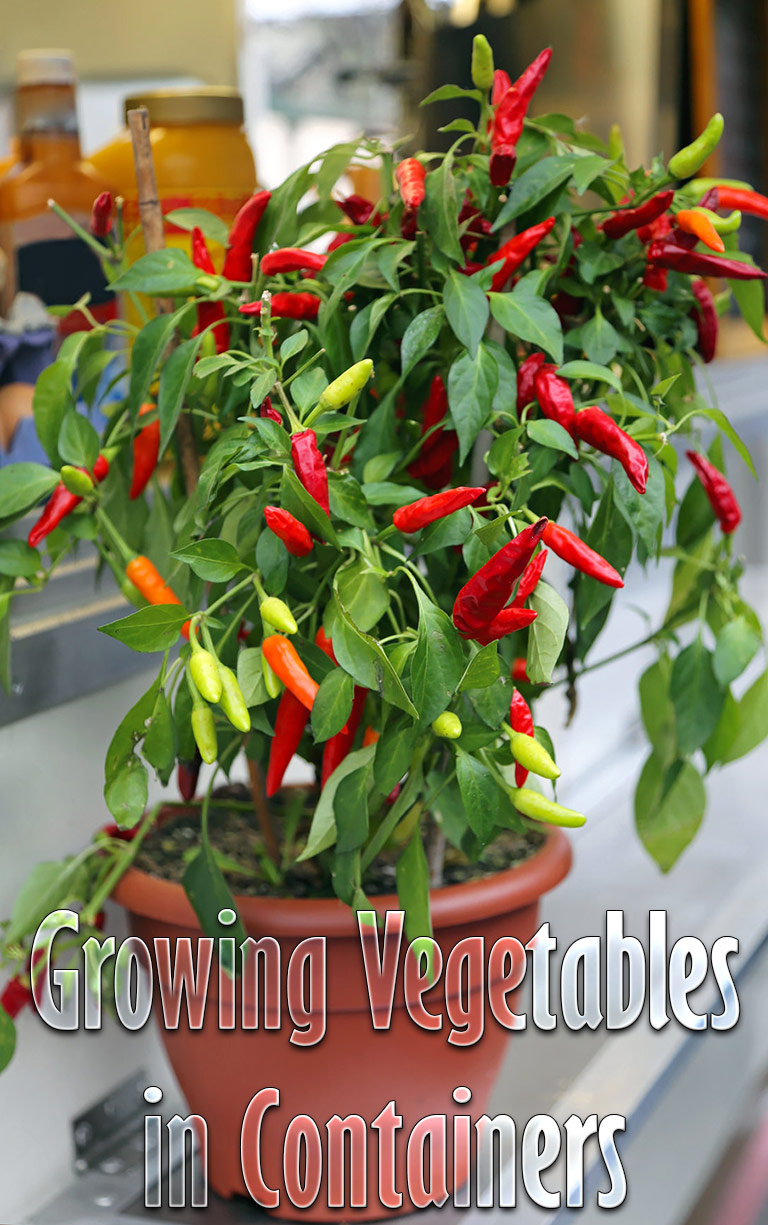 Container Gardening – 8 Easy to Grow Veggies