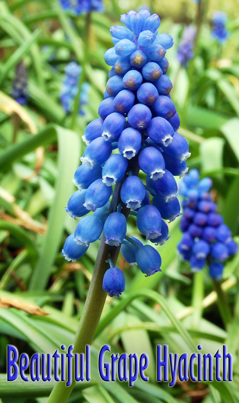 How to Grow Beautiful Grape Hyacinth