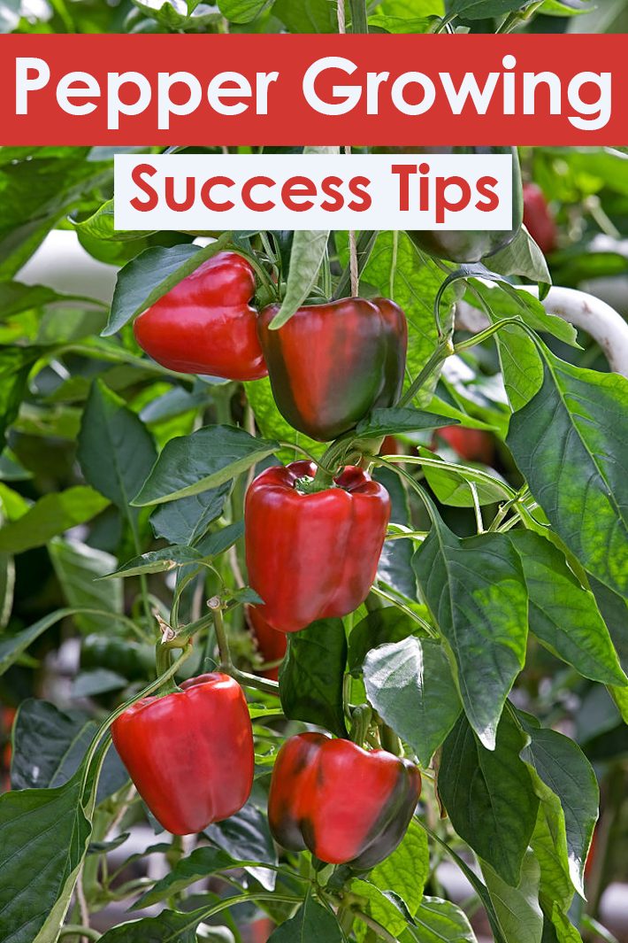 22 Pepper Growing Success Tips