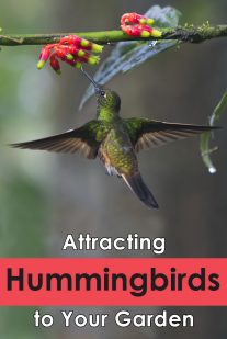 Attracting Hummingbirds to Your Garden