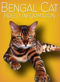Bengal Cat - Breed Information