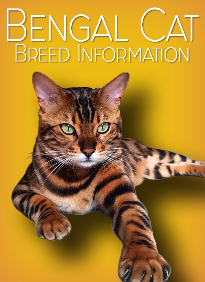 Bengal Cat – Breed Information