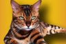 Bengal Cat - Breed Information