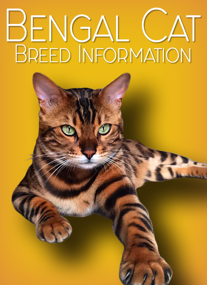 hip dysplasia in bengal cats
