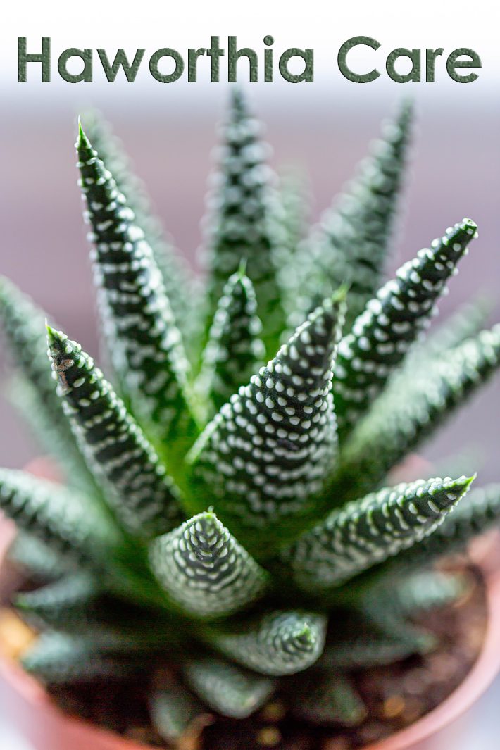 Haworthia (Zebra Cactus) – Super Succulent