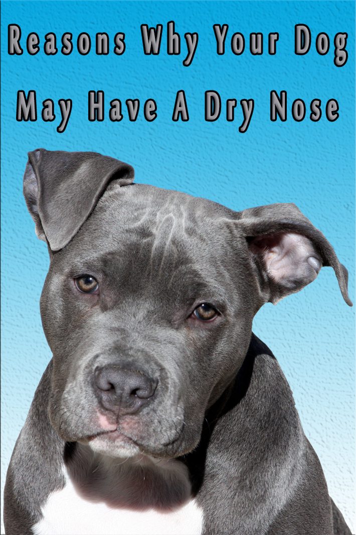 Reasons Why Your Dog May Have A Dry Nose