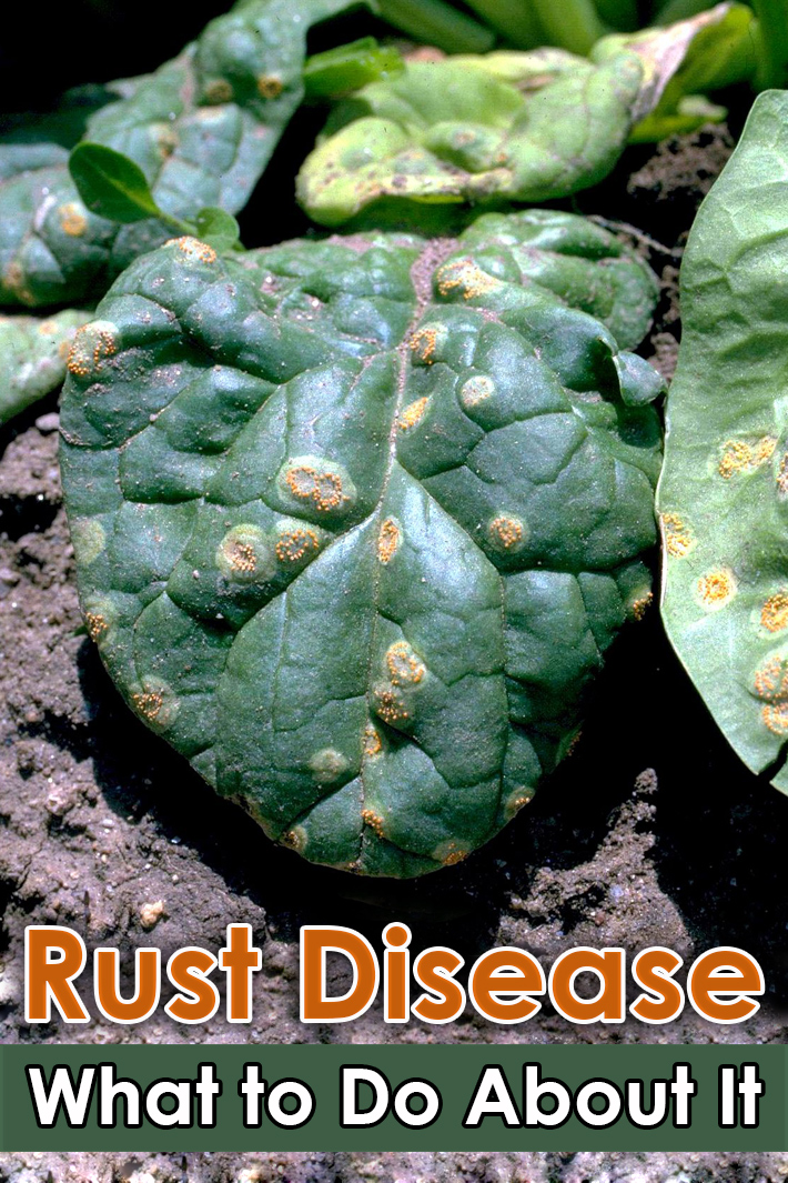 Rust Disease What to Do About It